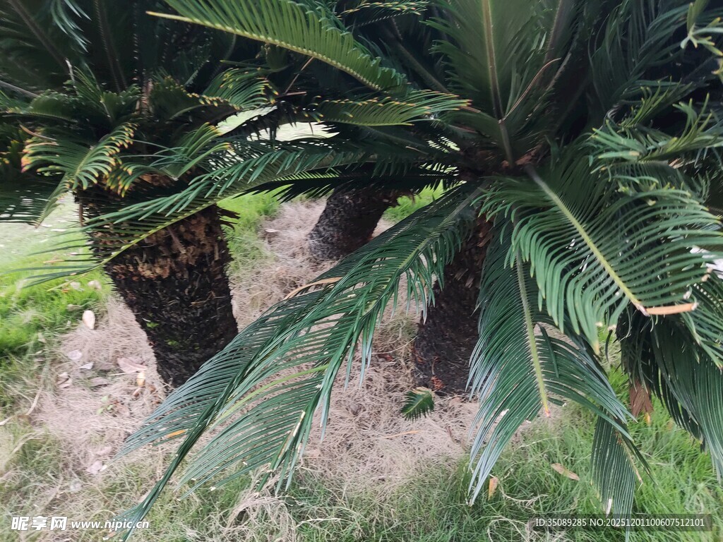 户外铁树植物景观