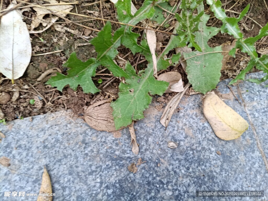 路边生长的嫩绿植物