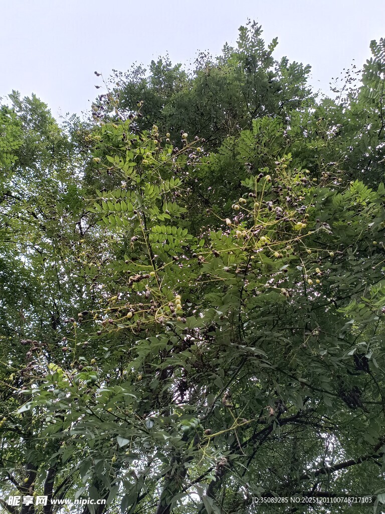 茂密树林中的繁茂枝叶