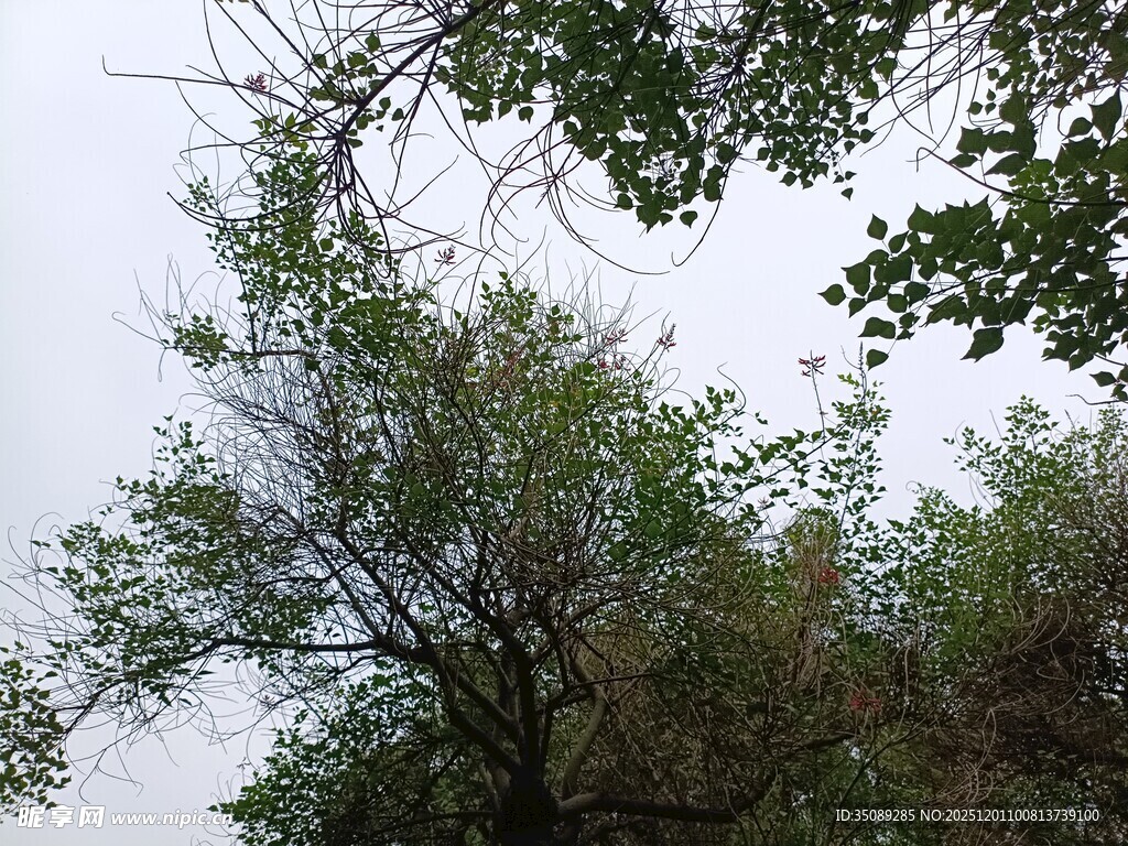 枝叶繁茂的树木景观