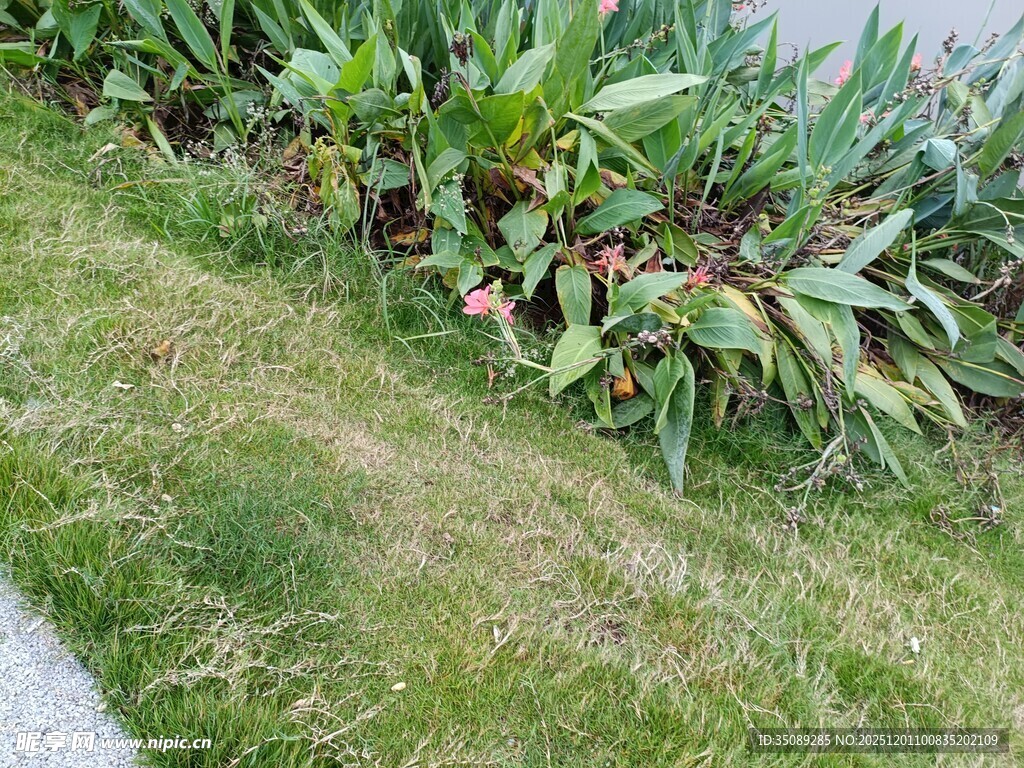 路边的绿植景观