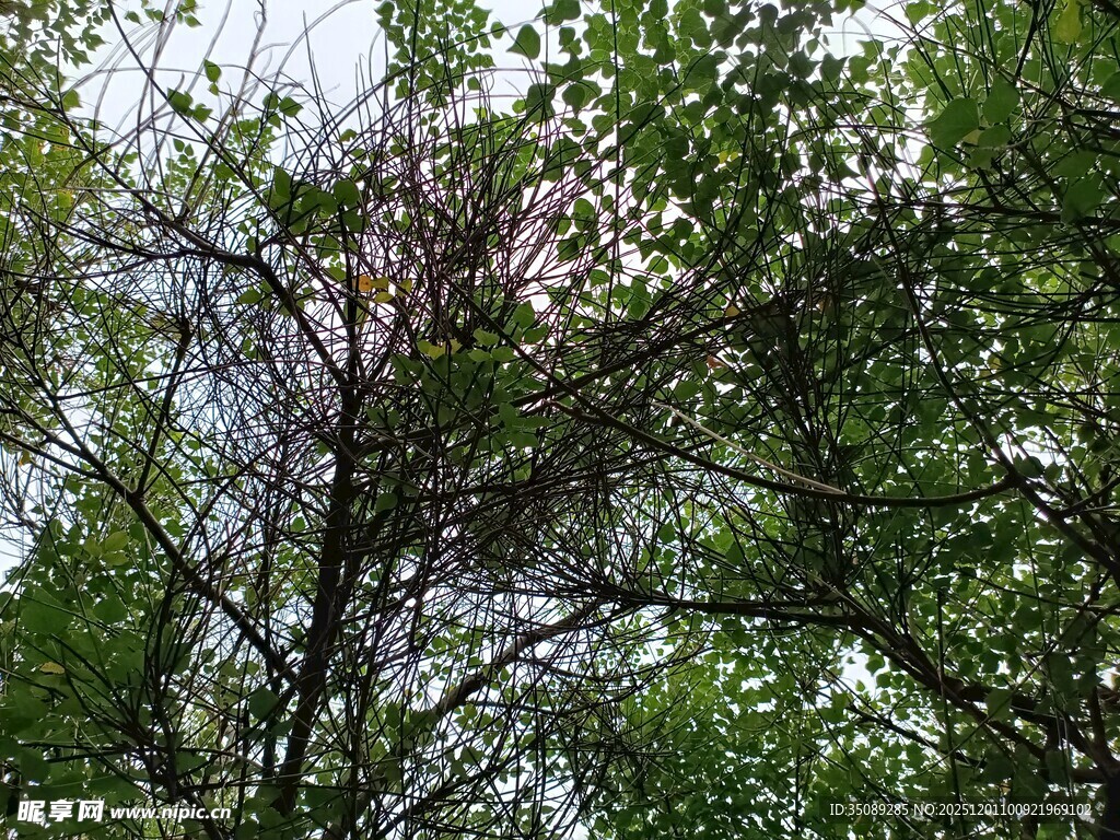 仰视繁茂枝叶间的天空