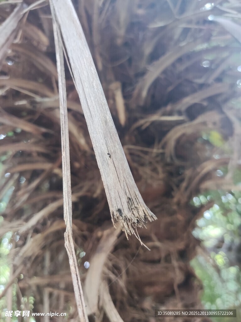 棕榈树干细节特写