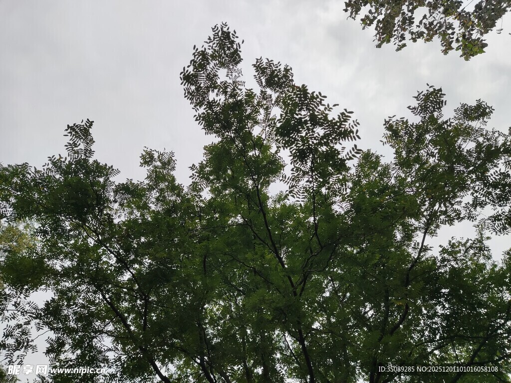 仰视繁茂绿树树冠