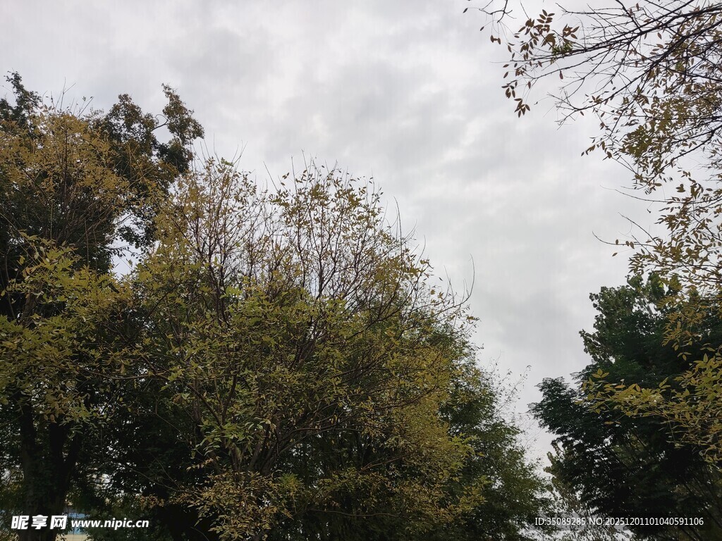 林间树梢与天空景象