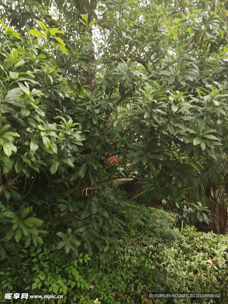 繁茂绿植景观