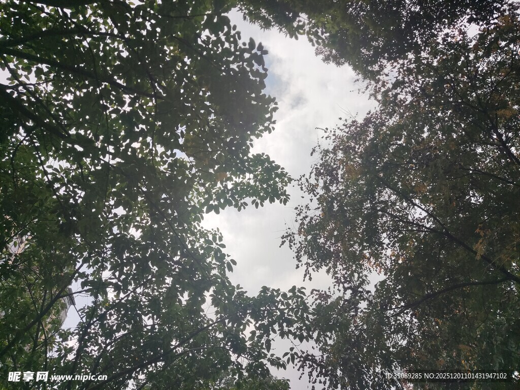 仰视茂密树林树冠