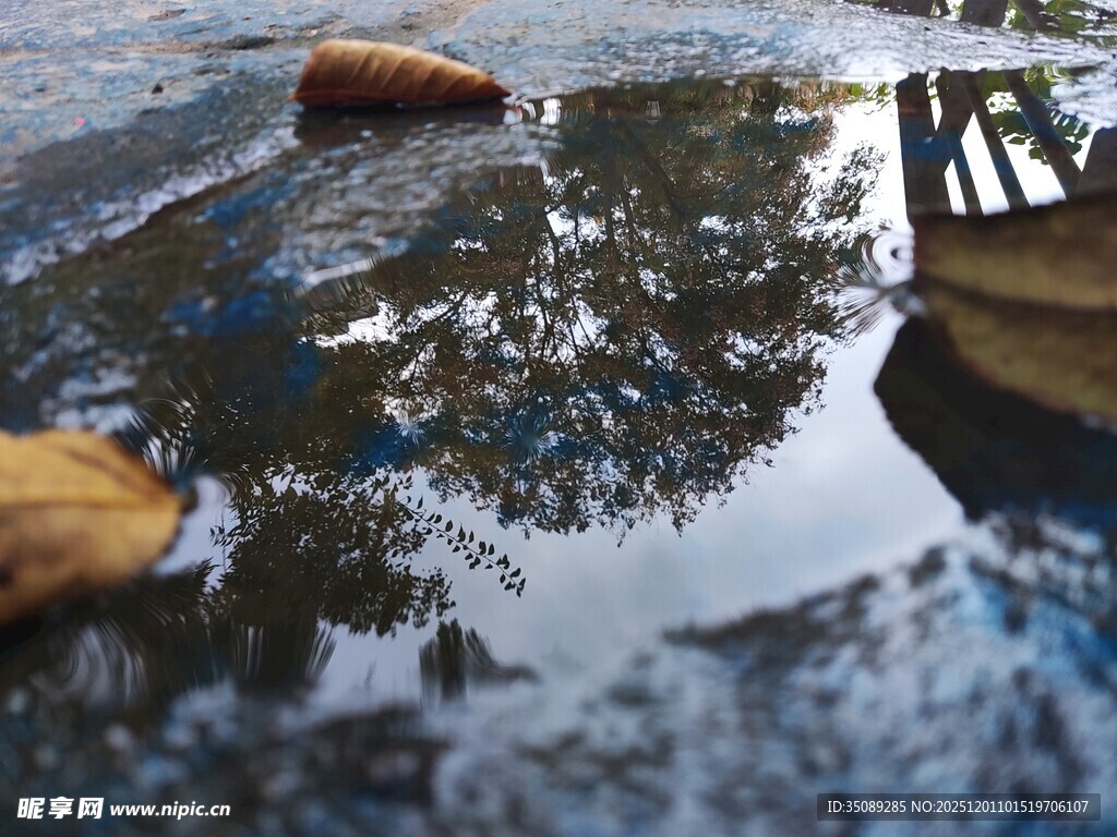 水面落叶映树影