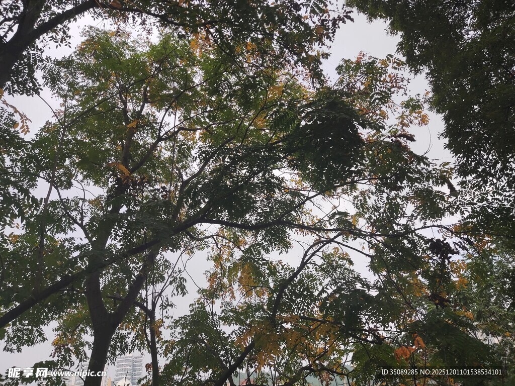 秋日树梢枝叶交错之景