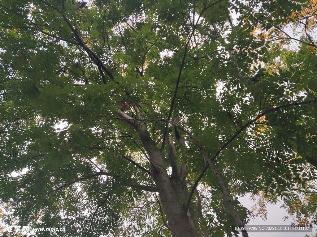 繁茂绿树枝叶舒展