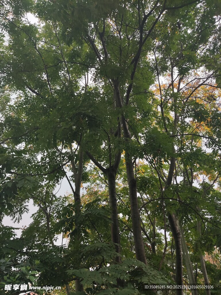 茂密树林中的高大树木