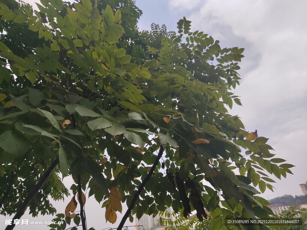 枝叶繁茂的绿树景观