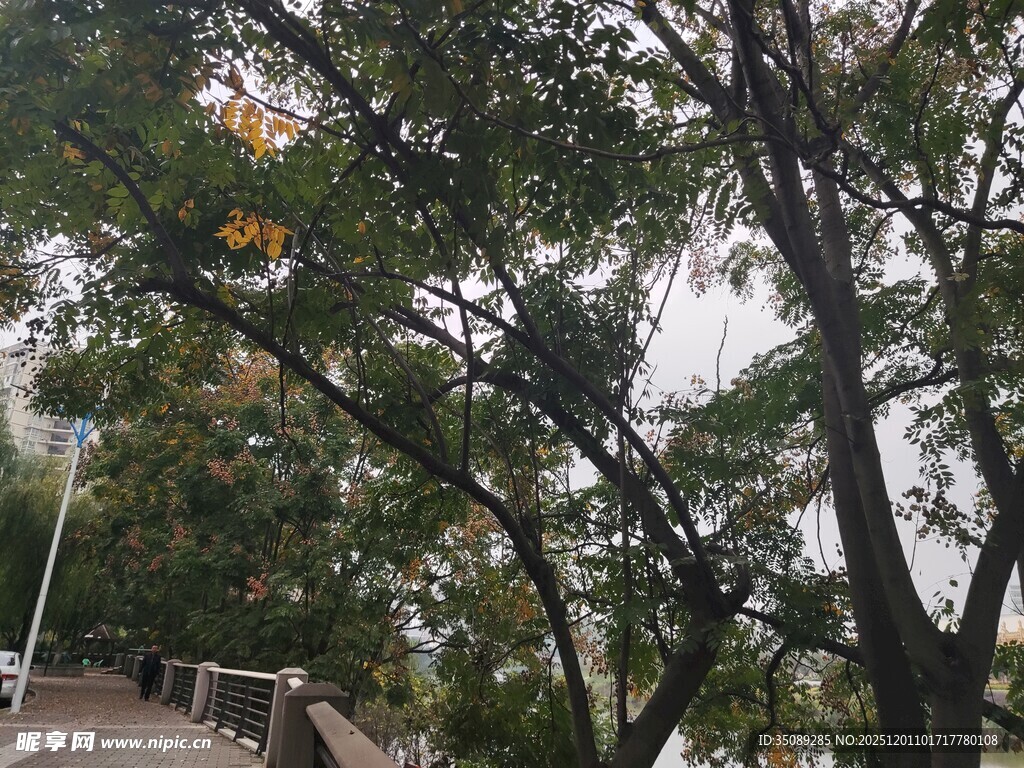 秋日林荫道风景