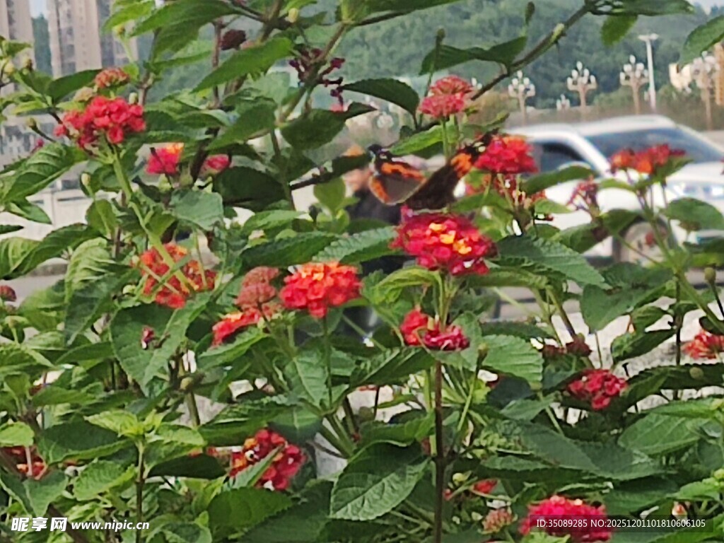 枝头红果绿叶相映成趣