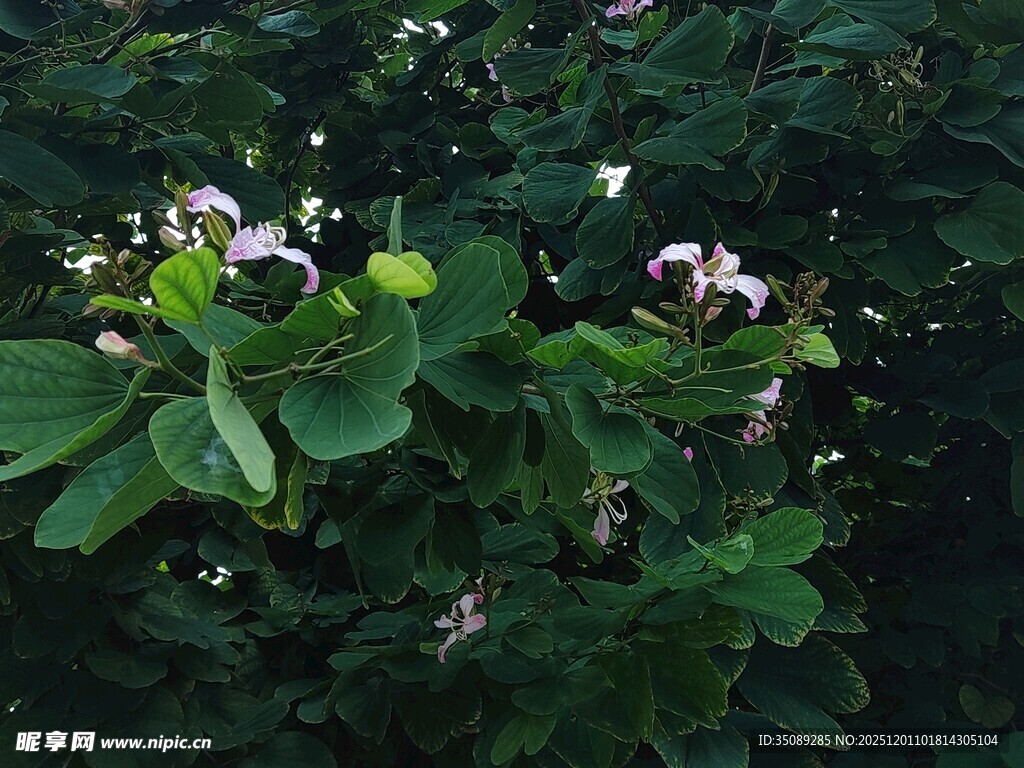 绿叶丛中的白色小花