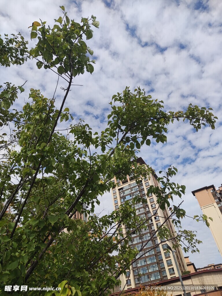 绿树掩映下的城市高楼