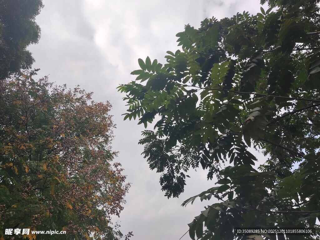 仰视葱郁树木与天空