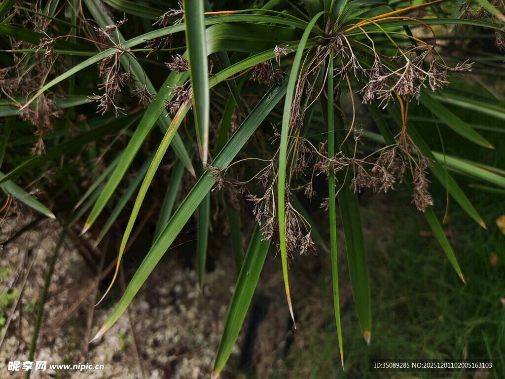 翠绿繁茂的丛生植物