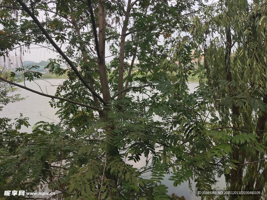 透过枝叶望远方水域