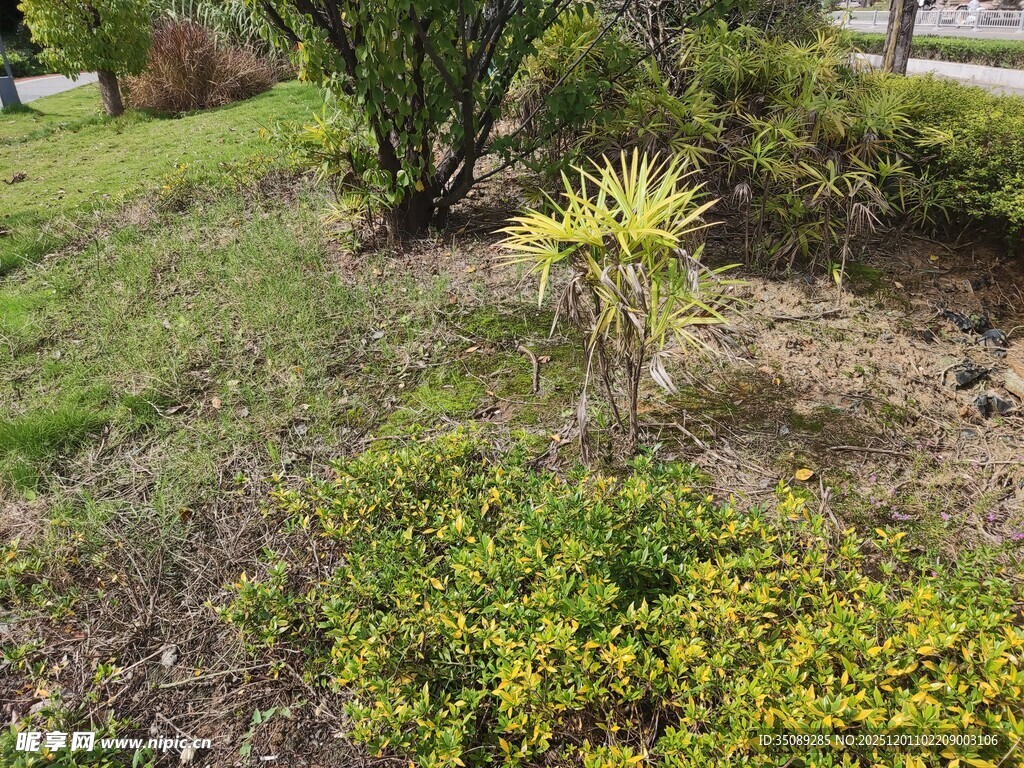 户外绿植景观一角