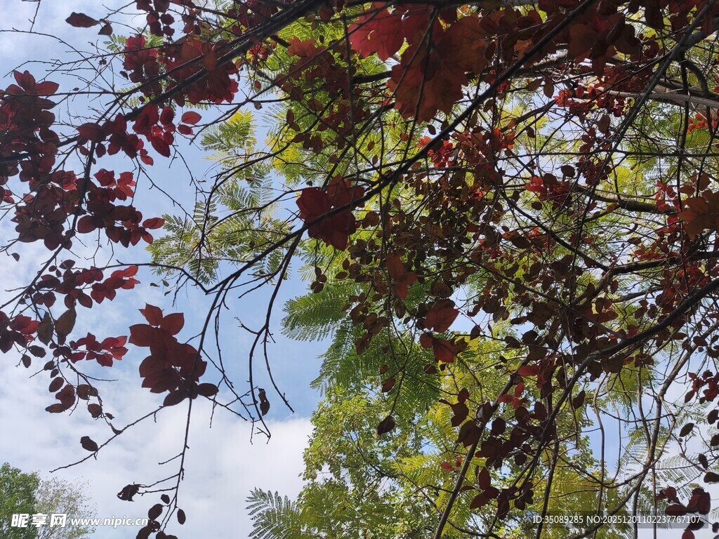 秋日树梢斑斓枝叶映蓝天