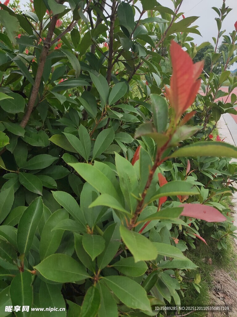 绿叶丛中一抹红