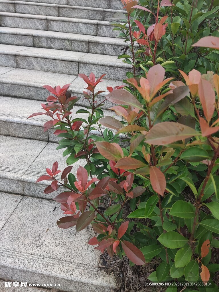 石阶旁的多彩绿植