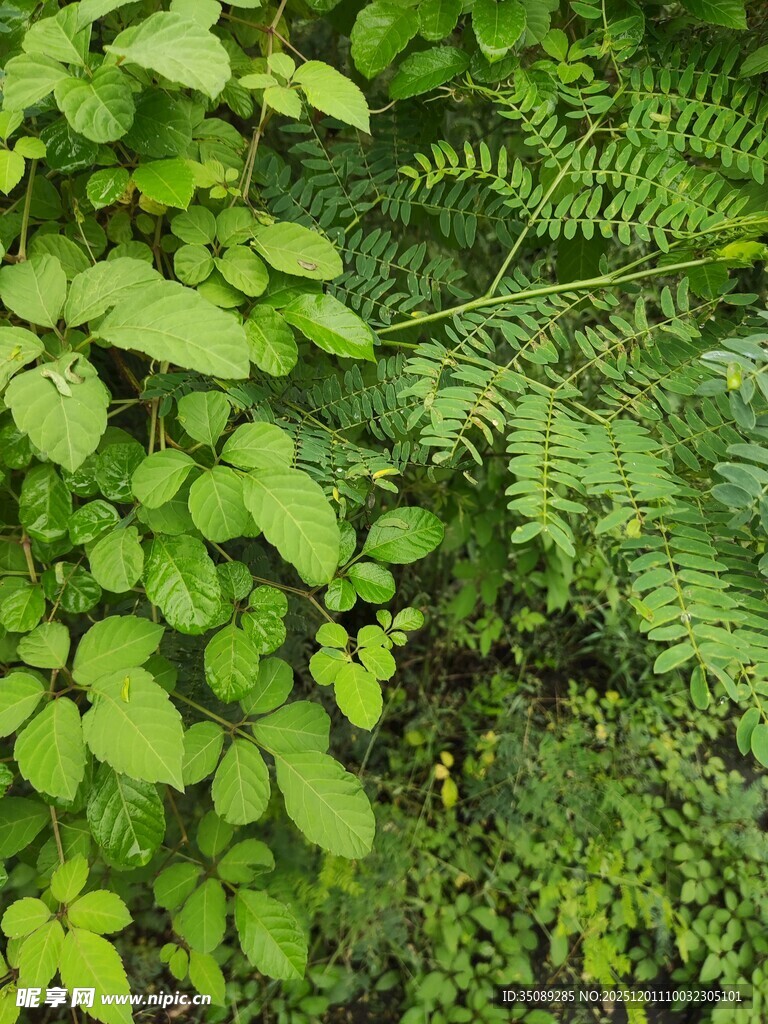 翠绿繁茂的植物景观