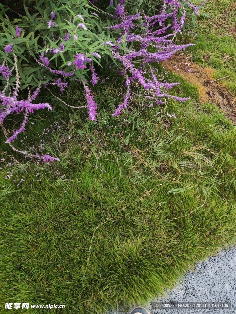 紫色花卉与翠绿草地景观