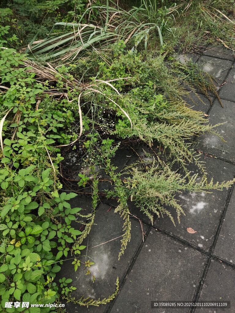 石板旁生长的翠绿植物