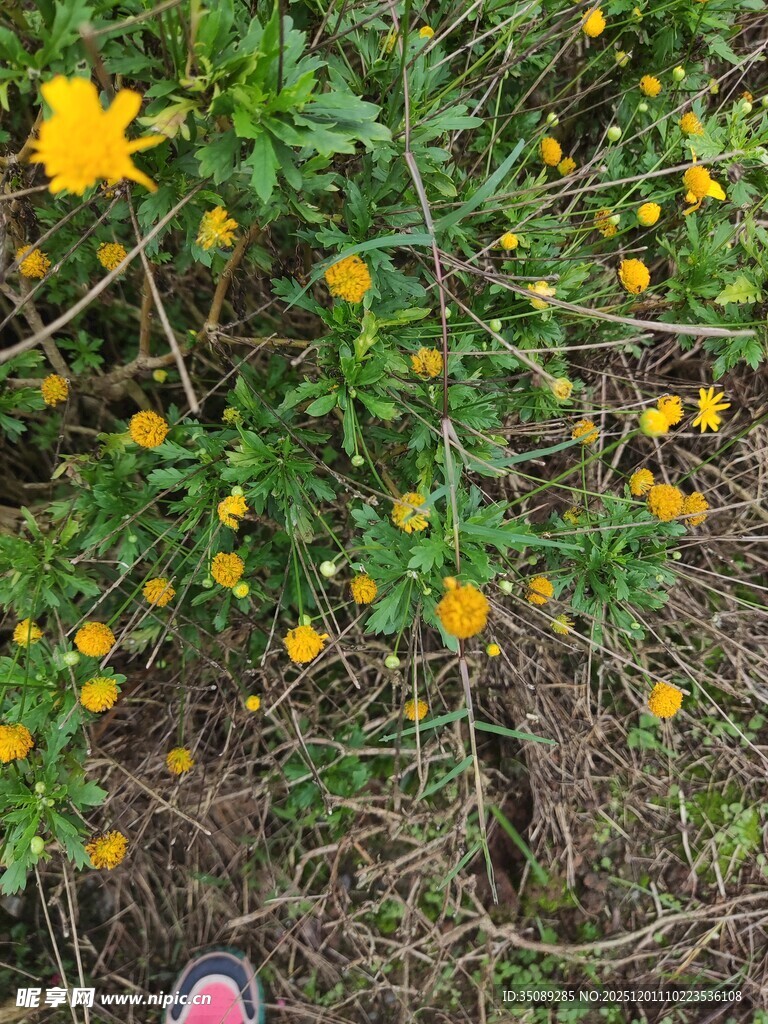 野花绽放于绿意草丛中