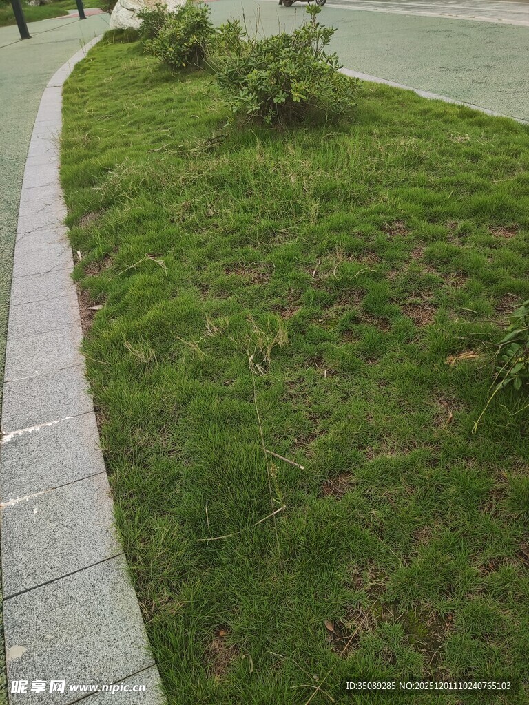 路边翠绿草坪景观