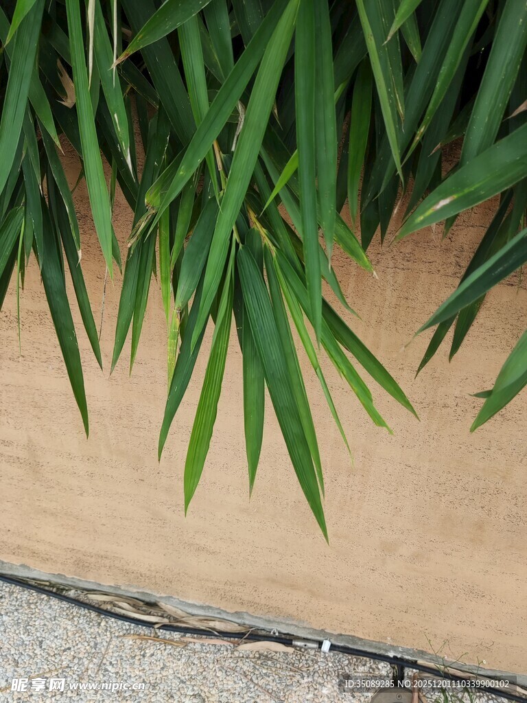 墙边翠绿竹叶特写