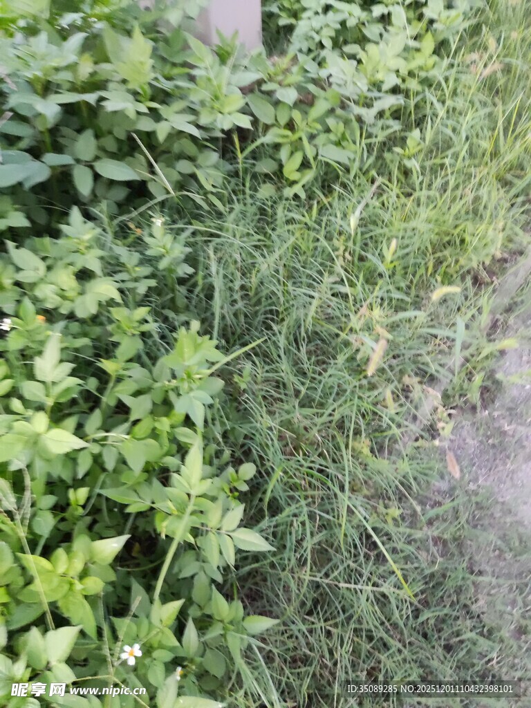 野外繁茂的绿色植物景观