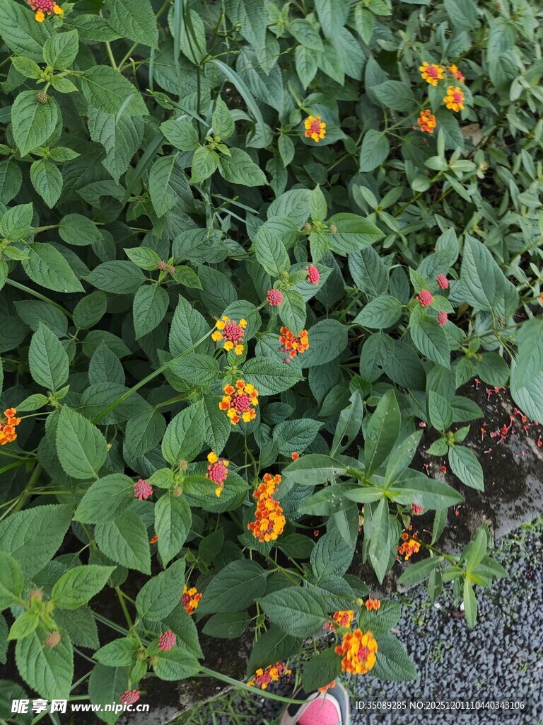 绿叶间的橙色小花绽放