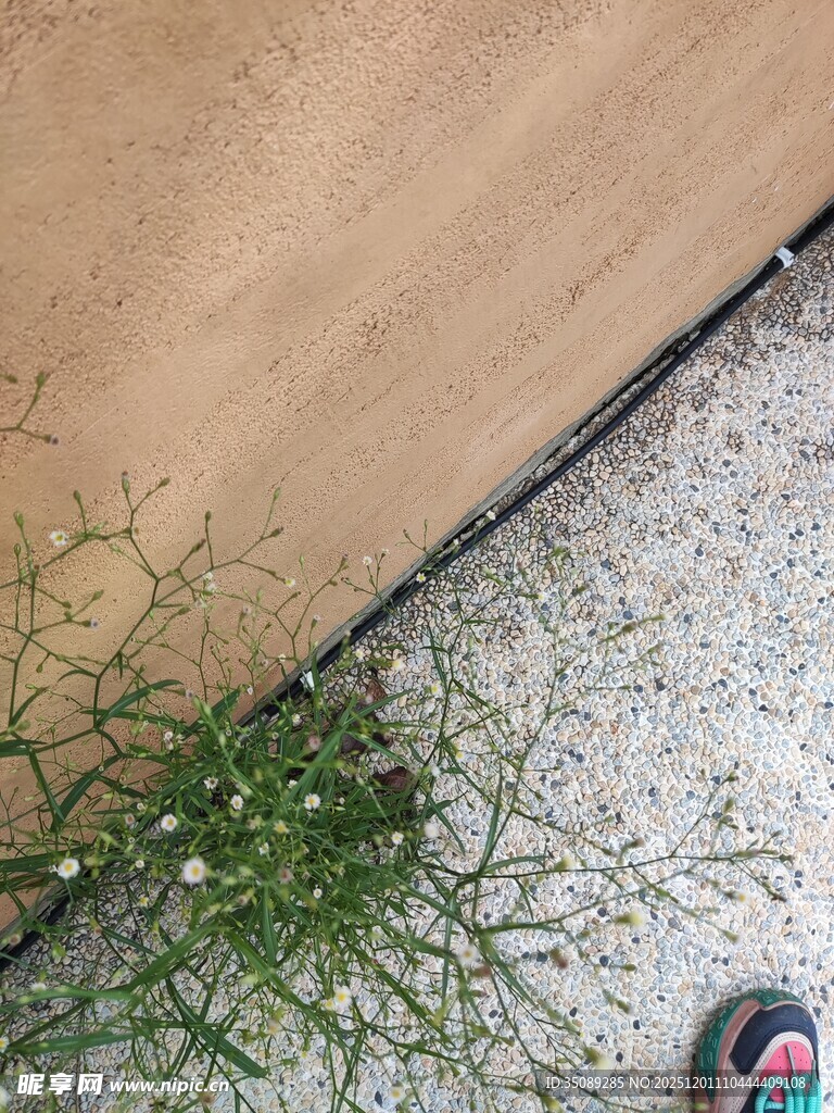 墙角小草生机盎然