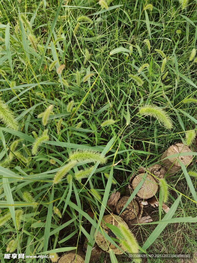 嫩绿草丛中的木桩