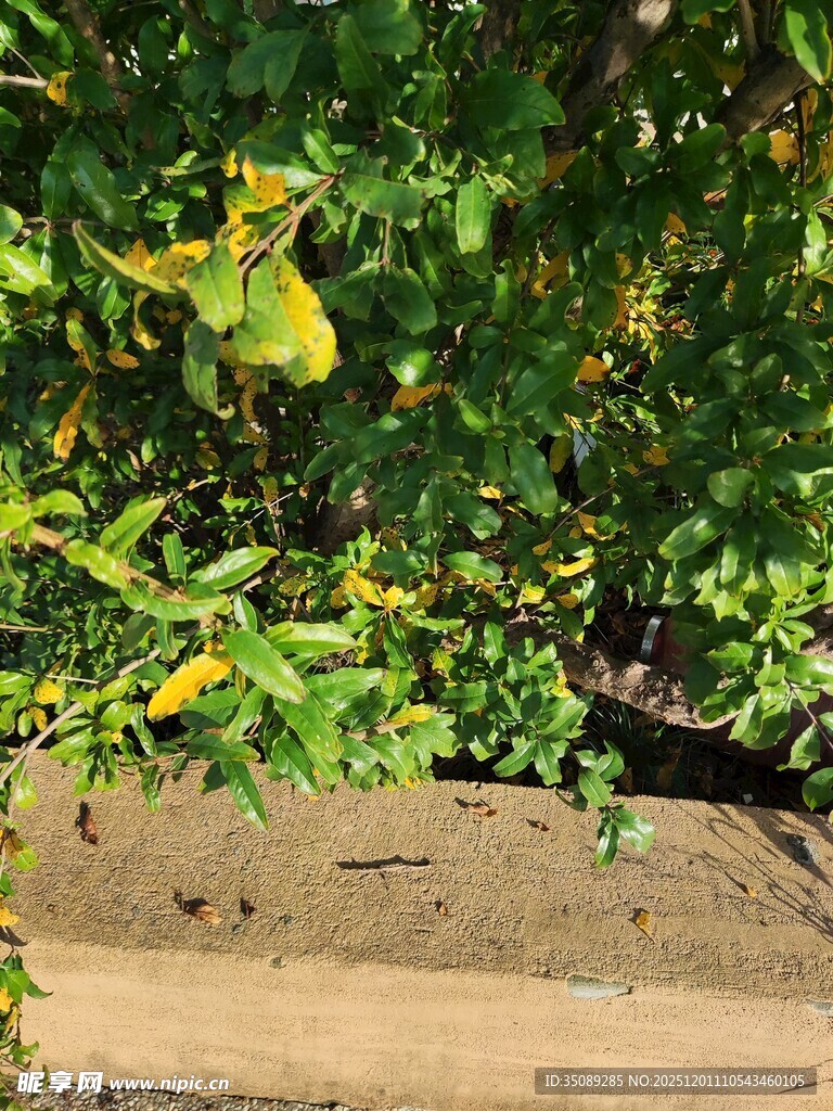 枝头挂果的繁茂绿植