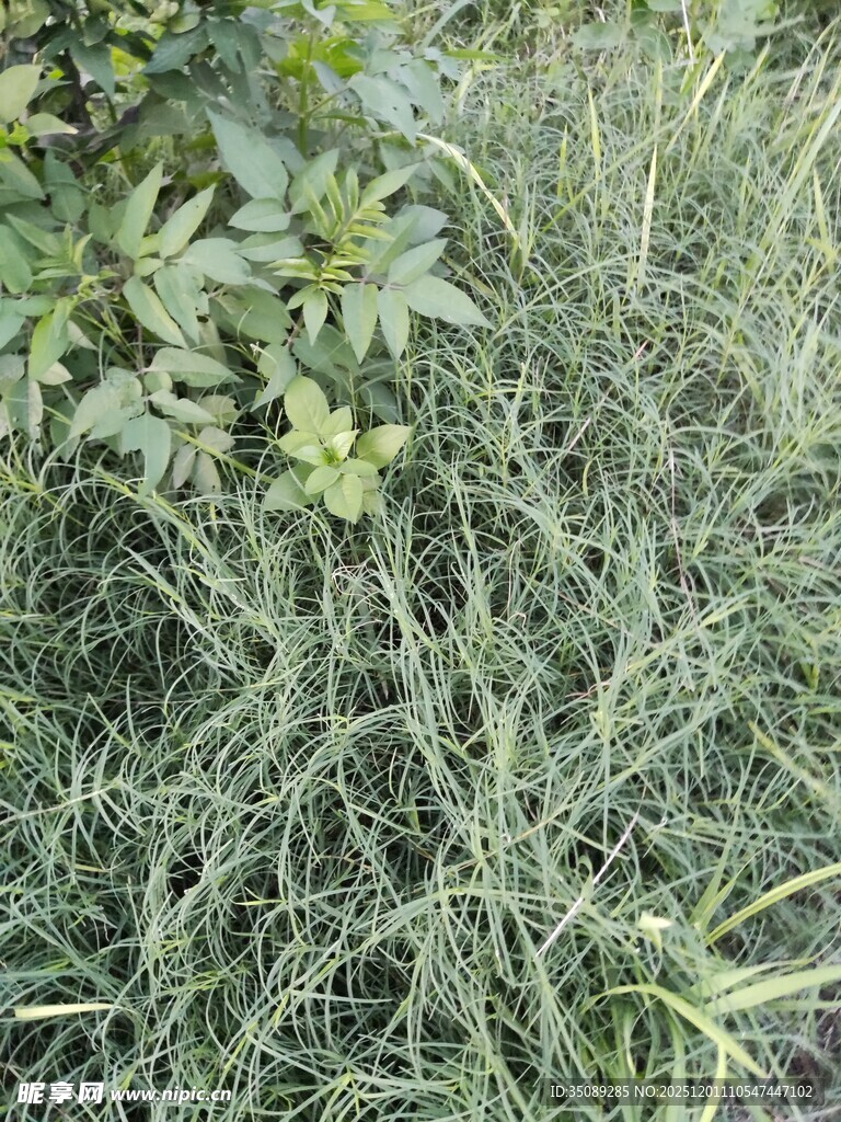 野外丛生的绿色植物