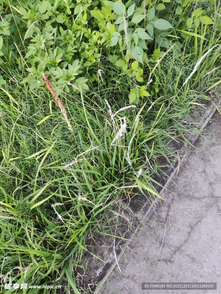 路边嫩绿草丛