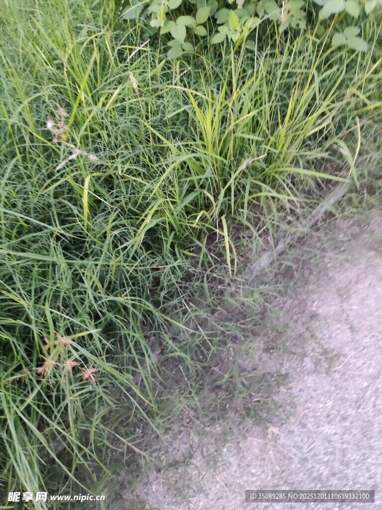 路边翠绿草丛