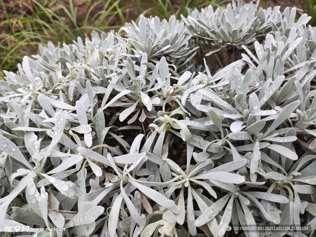 银叶植物特写