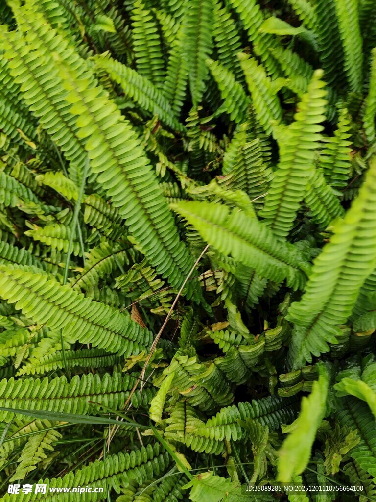 翠绿蕨类植物特写