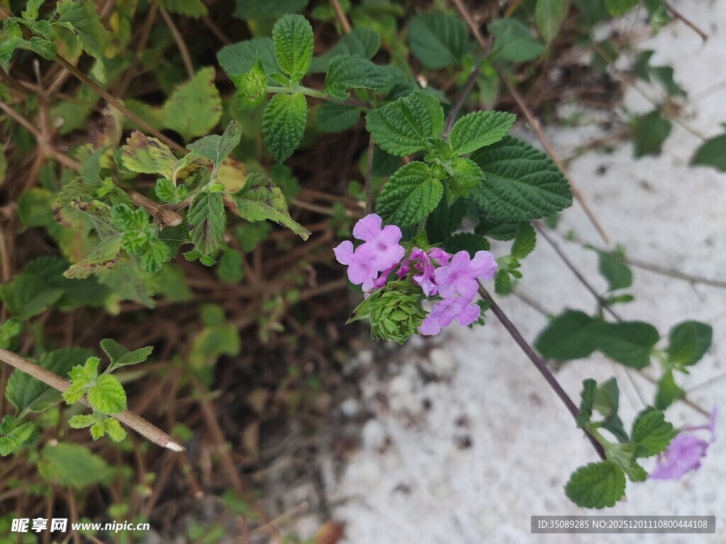 路边绽放的紫色小花