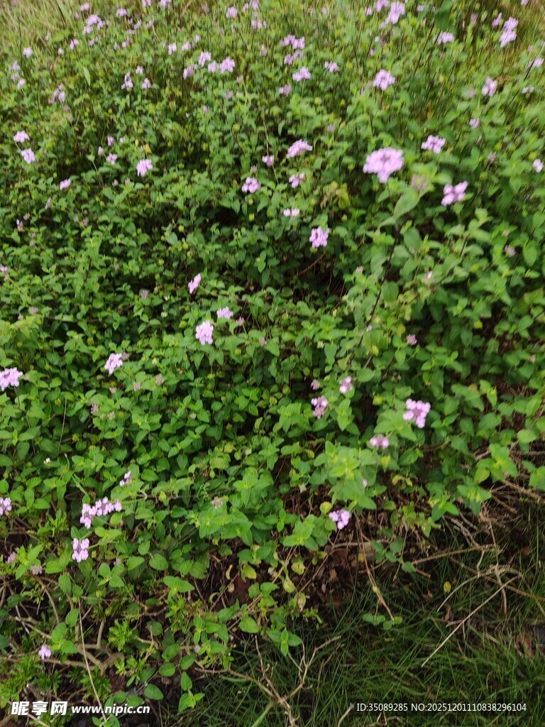 繁茂花丛中的紫色小花