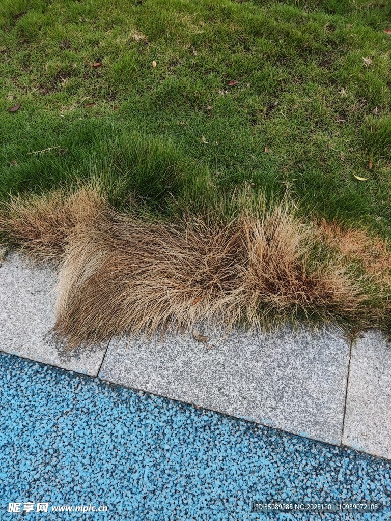 池边枯黄草与蓝色池面