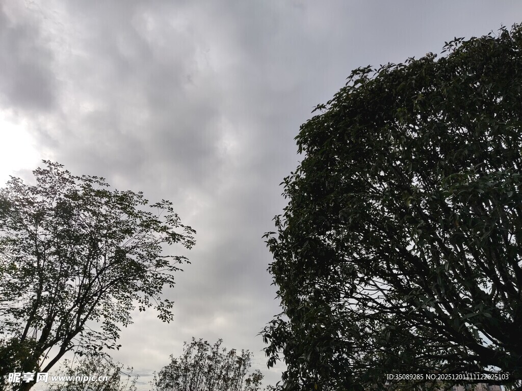 阴天里的树木景象