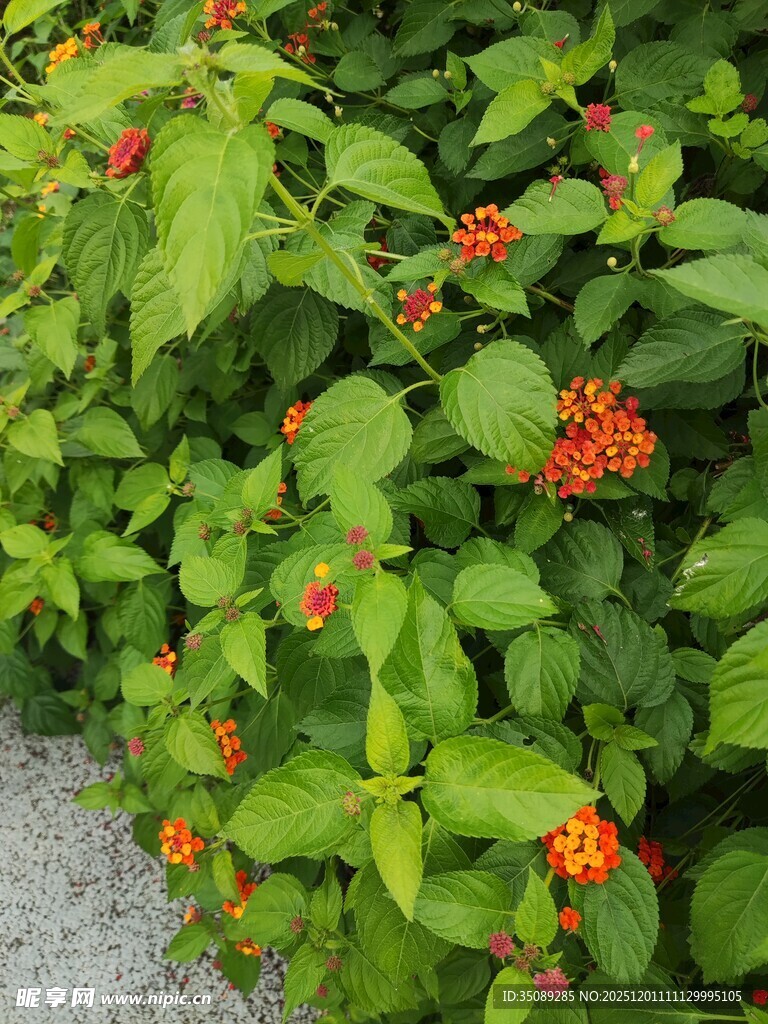 绿叶间的橙红小花