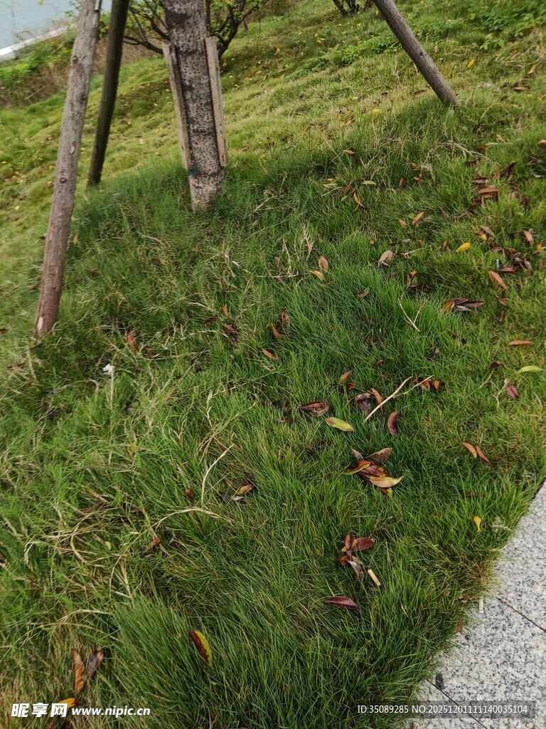 草地中的树木与枯黄叶片