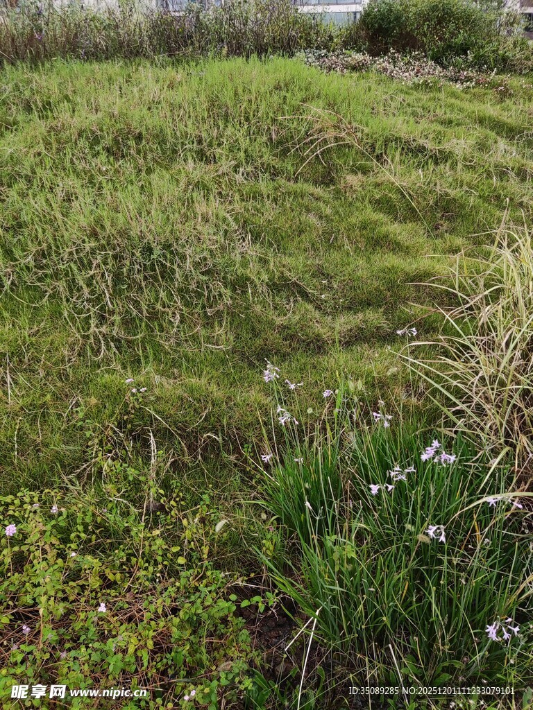 绿意盎然的湿地植物景观